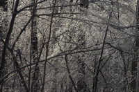 ice storm 2008 10 thumb