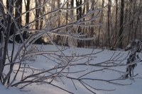 ice storm 2008 24 thumb