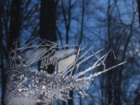 ice storm 2008 34 thumb